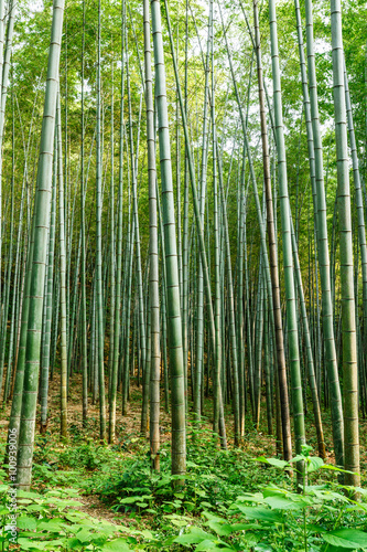 Fototapeta Naklejka Na Ścianę i Meble -  Green bamboo forest in the summer
