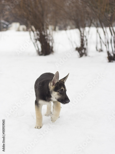 German Shepherd walks on snow © Happy monkey