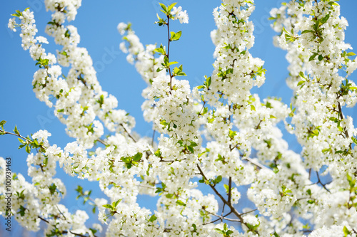 Cherry blossom in spring sunny day