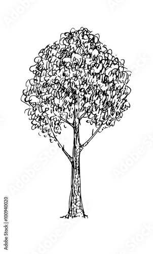 Black and white sketch of a tree. Vector illustration