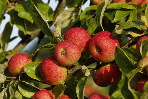 Pommes rouges sur l'arbre