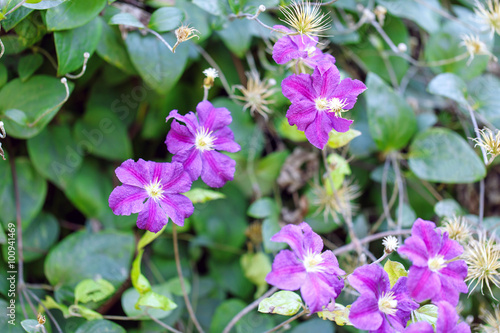 klimatis flowers