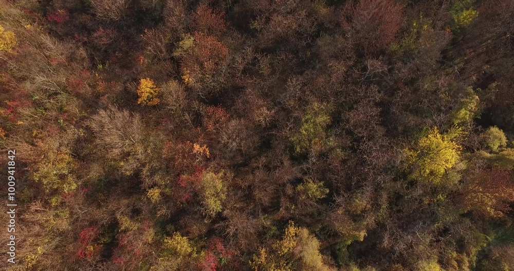 Aerial of beautiful autumn forest or park over trees and branches. Ecological clean environment Aerial of beautiful autumn forest or park over trees and branches. Ecological clean environment