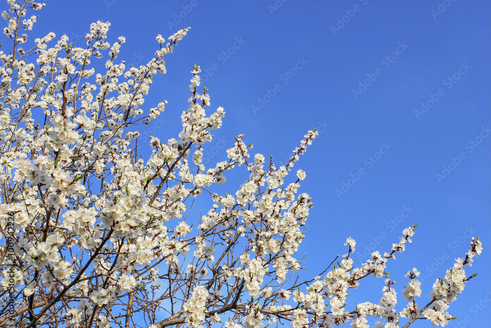 Flowering apricot branches.