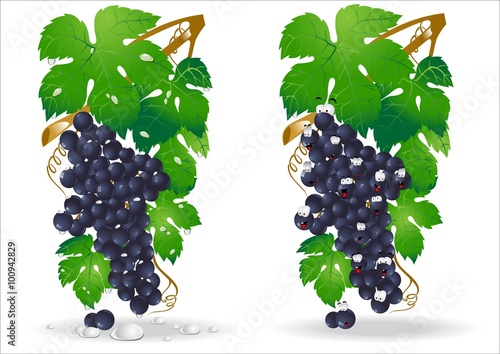 there are two realistic grapes on white 