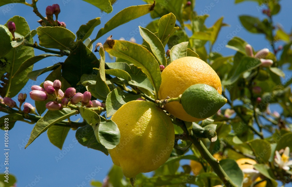 Lemon tree with blossom and fruits, in the Tellaro valley, Sicily, Italy