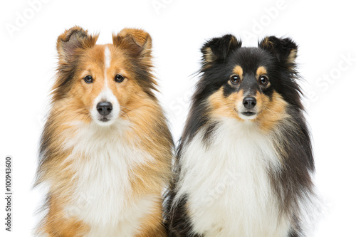 Fototapeta Naklejka Na Ścianę i Meble -  Two sheltie dogs