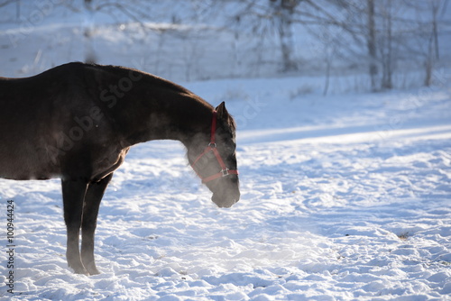 Pause  schwarzes Pferd im Schnee