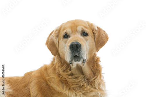 Old beautiul golden retriever dog