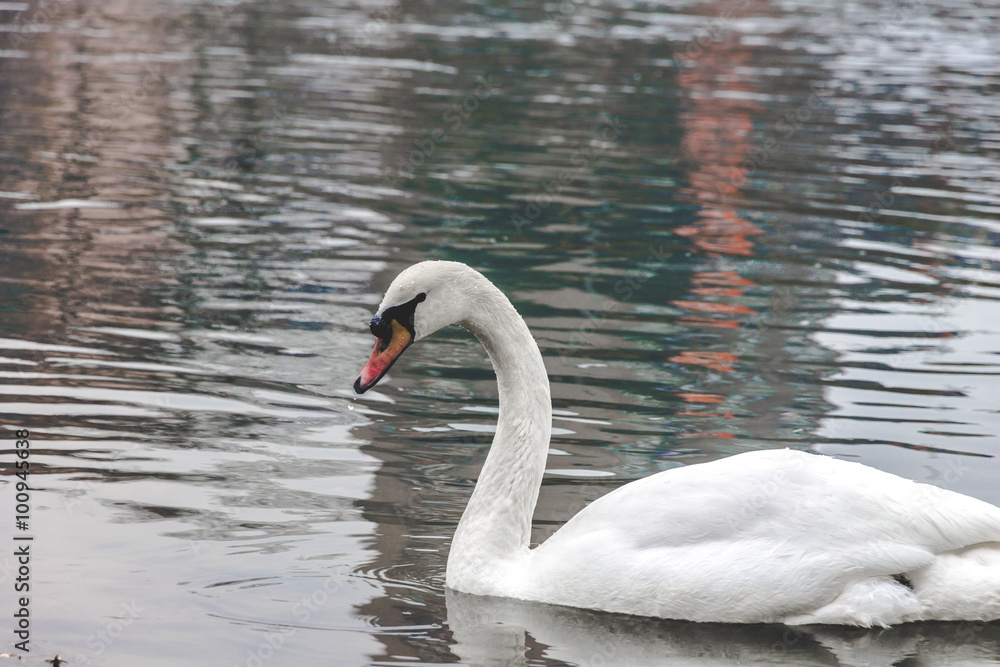 Fototapeta premium swan