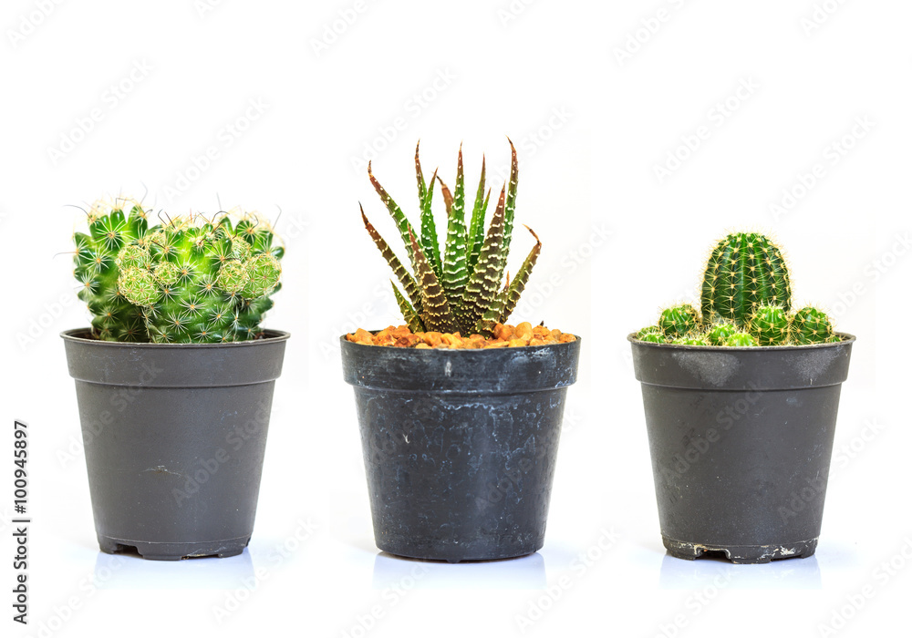Cactus isolated on white background Cactus isolated on white background