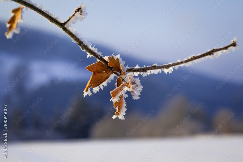 Obraz premium Blätter im eisigen Winter