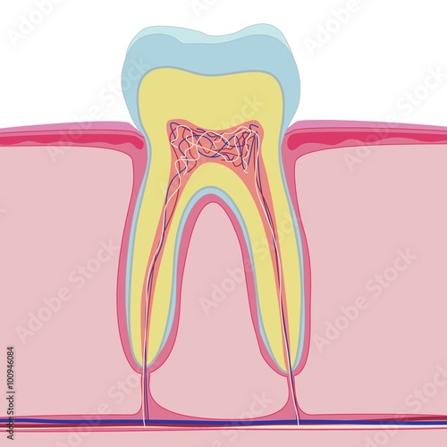 Vector structure of human tooth. Isolated anatomy on white background. Realistic macro style, nerve, dentin, enamel, canal, pulp, crown, root.