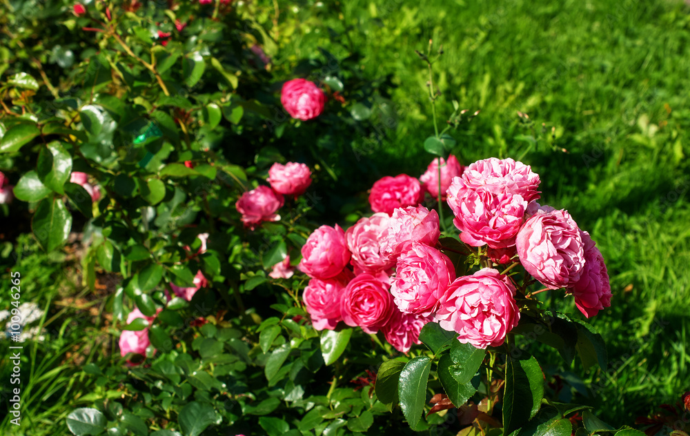 Bush of red roses in the garden