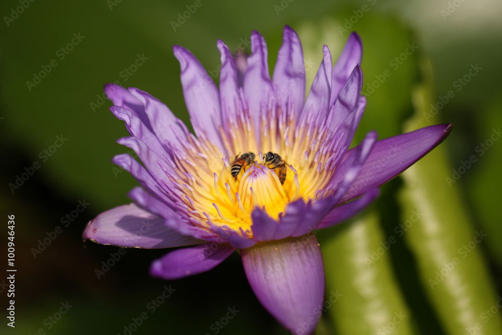 Purple water lily with bee in pollen, selective focus. Purple water lily with bee in pollen, selective focus.