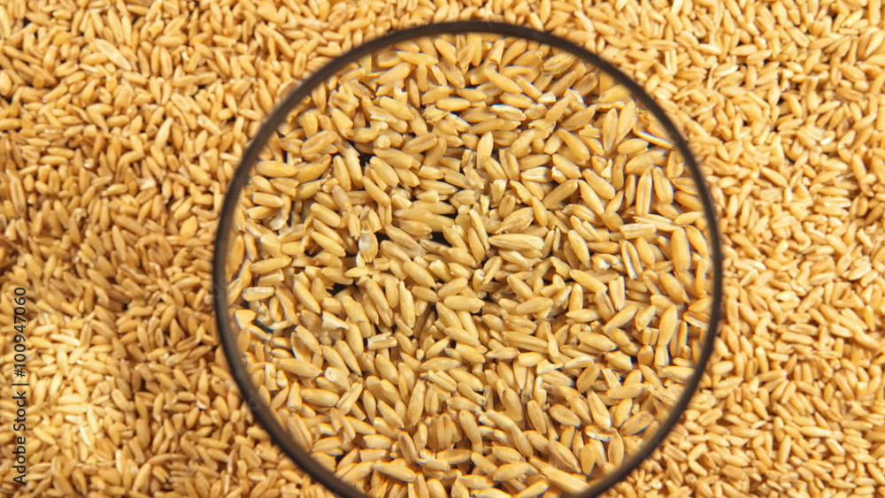 A oats under the magnifying glass
