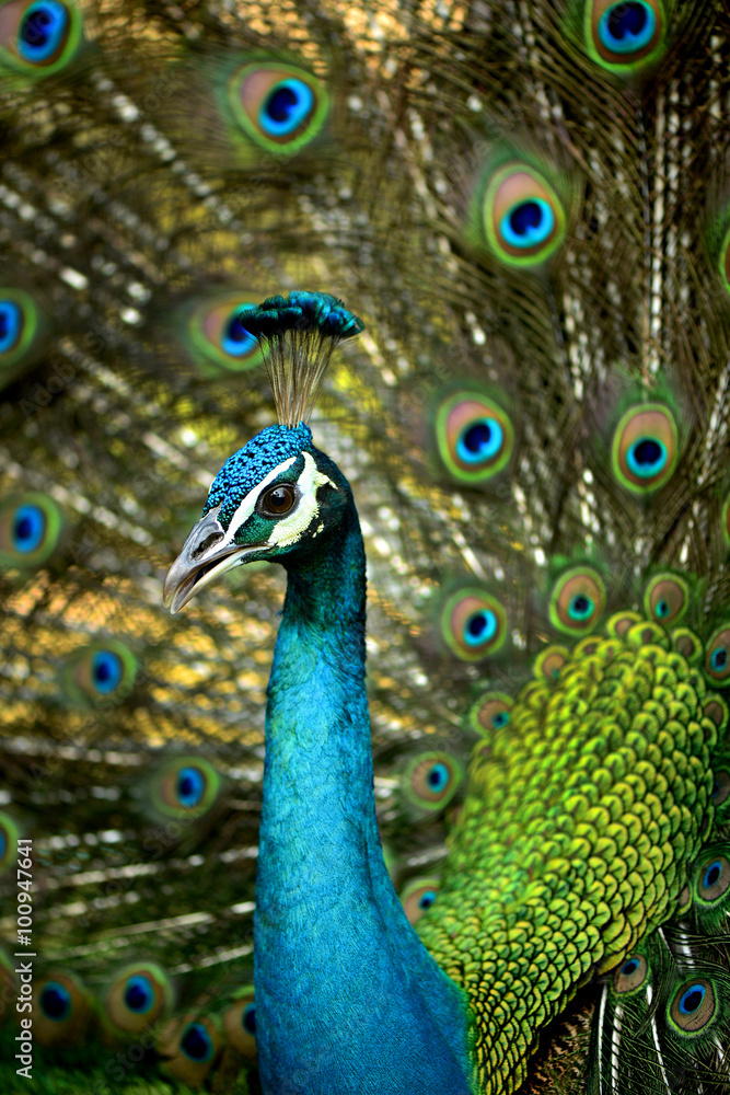 Beauty Peacock Dancing