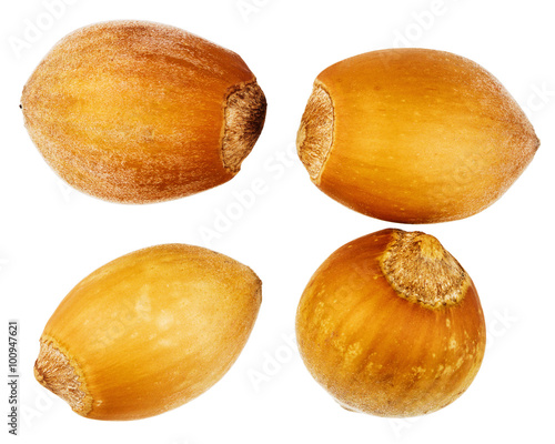 Four forest hazelnuts