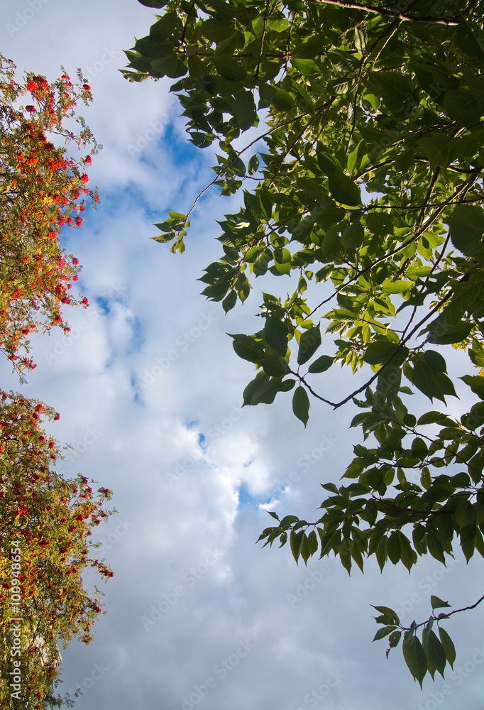Obraz premium Autumn leaves forest detail red berries