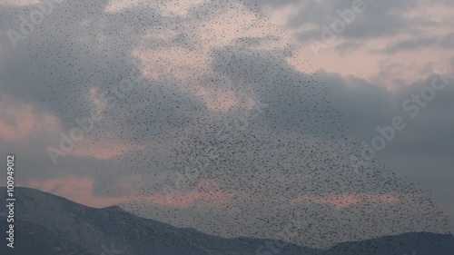' Ballet ' d'étourneaux au crépuscule