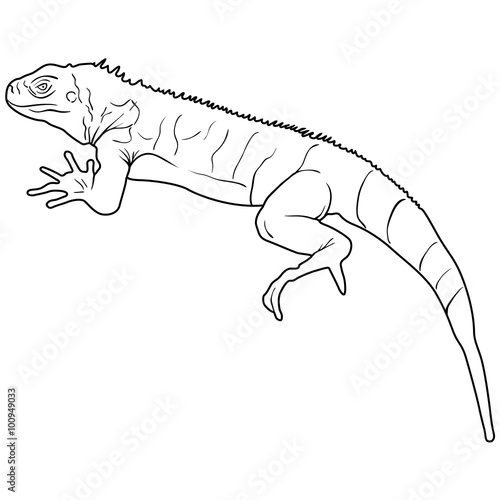 Lizard is goanna silhouette on a white background. Vector illustration