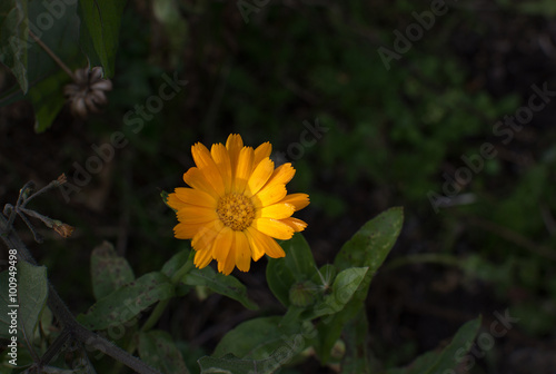 Yellow daisy flower