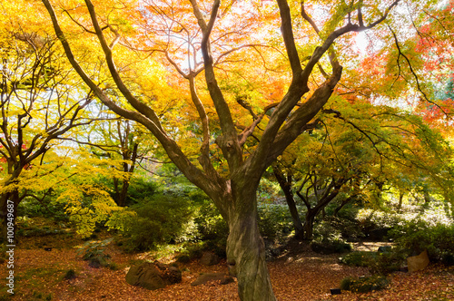 Autumn leaves in the Japanese garden.