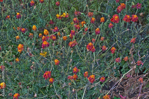 Wilted red flowers