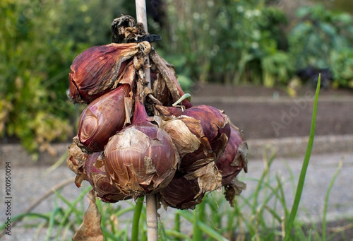 Red onions drying outdoors