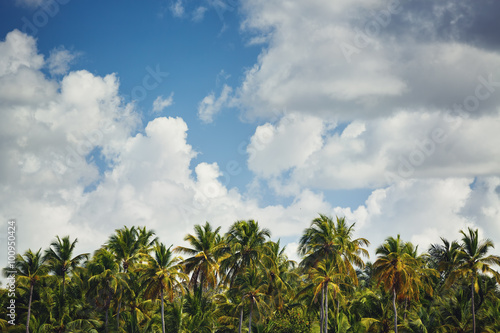Palm trees at tropical coast landscape