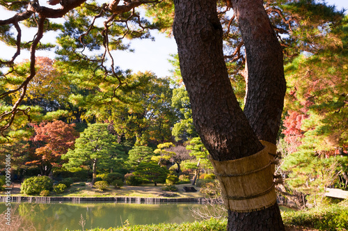 Autumn leaves in the park.Japanese garden withpine tree . photo