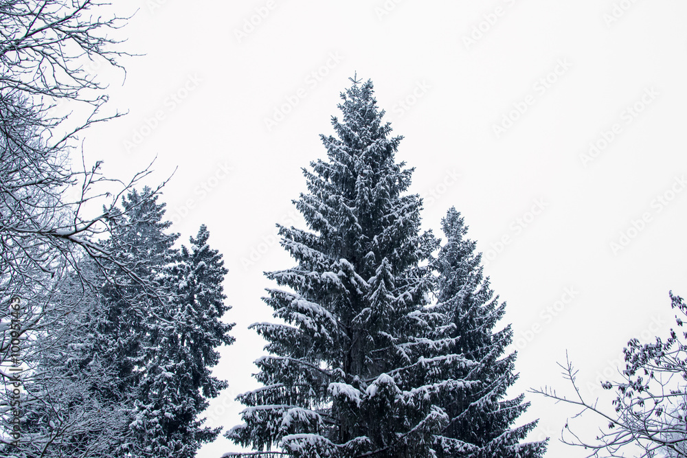 winter  nature tree
