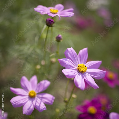 Cosmos flower