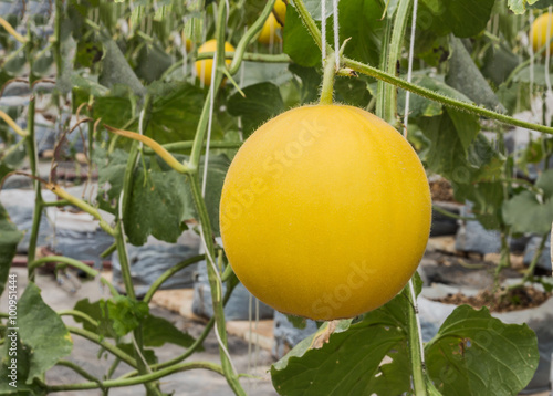 Yellow Cantaloupe melons growing in a greenhouse photo