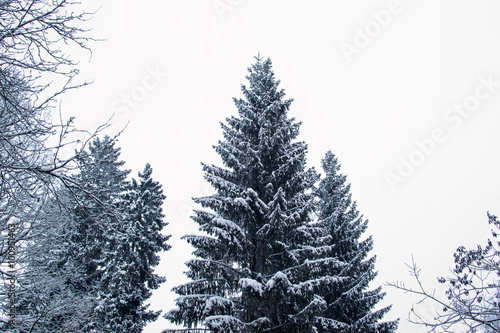 winter  nature tree © vinkirill
