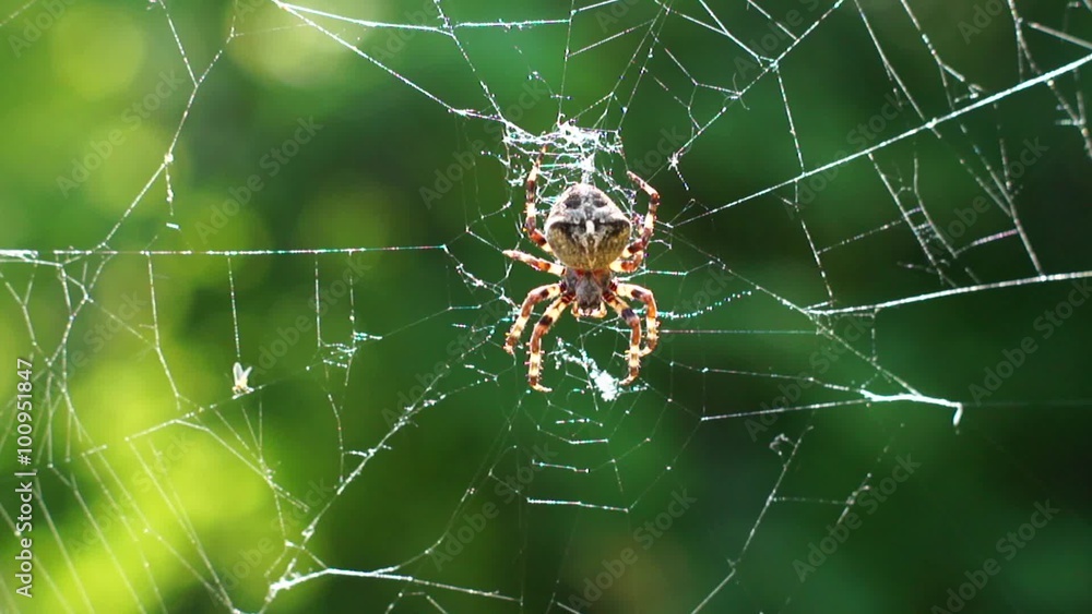 Big spider on a spiderweb Big spider on a spiderweb