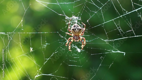 Big spider on a spiderweb