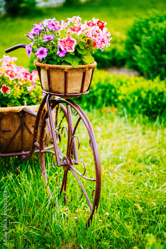 Decorative Vintage pink bicycle with a decorative basket of flow