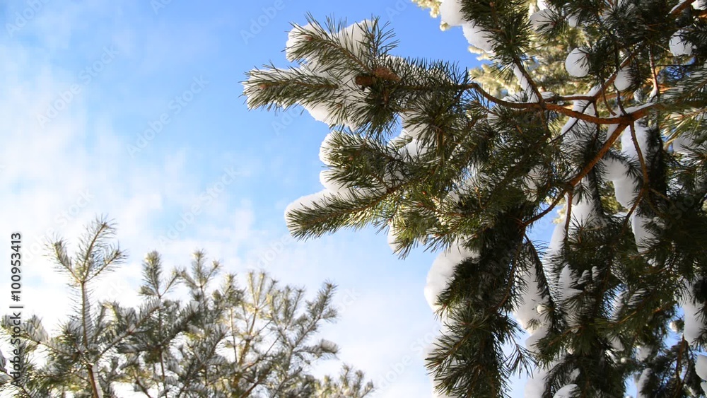 Snow-covered fir branches against blue sky Snow-covered fir branches against blue sky