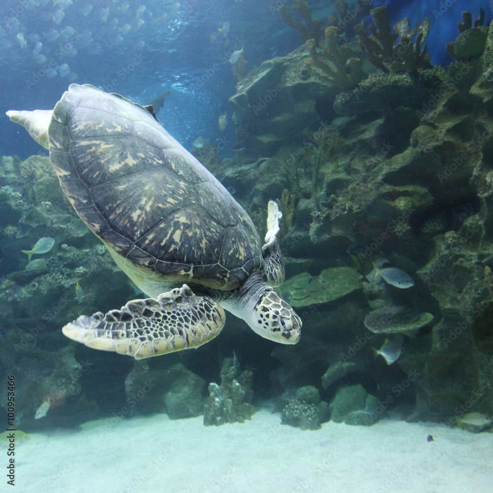 Swimming Turtle underwater
