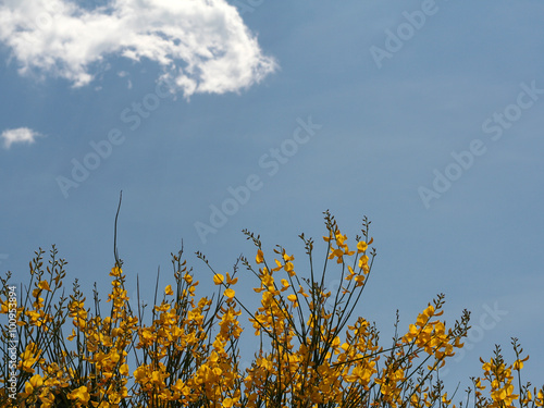 Spartium junceum Spanish broom weaver's broom horizontal photo