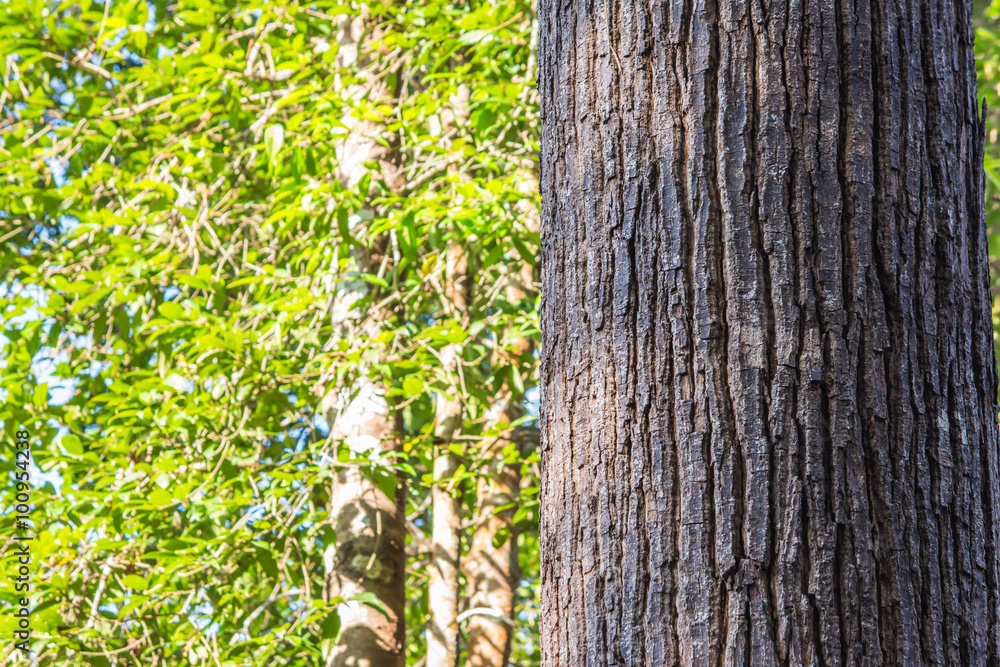 Obraz premium The trunk of a large tree