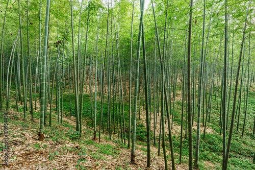Green bamboo forest in the summer