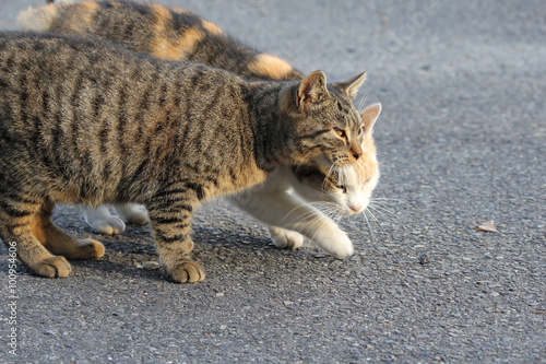 寄り添う猫