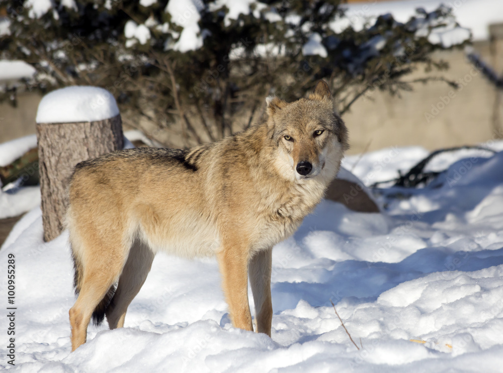 Obraz premium Серый Волк