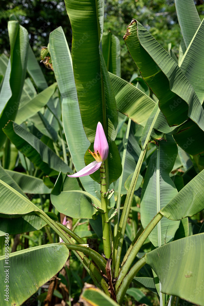 Obraz premium Flowering banana