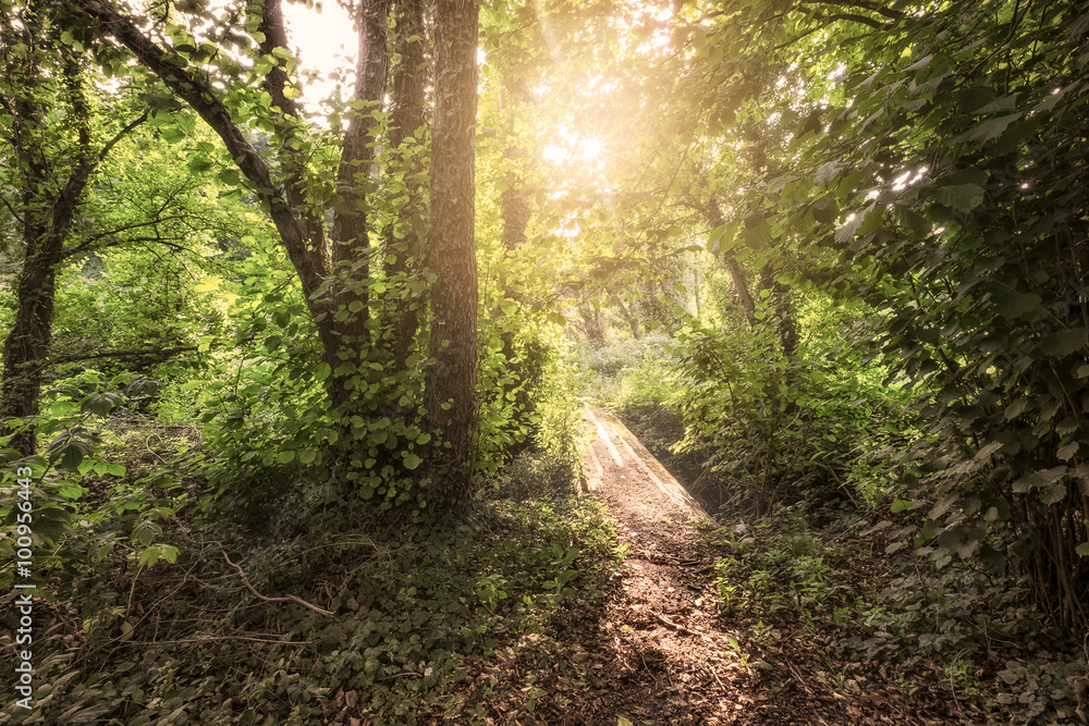 Obraz premium Sunrise in the woods