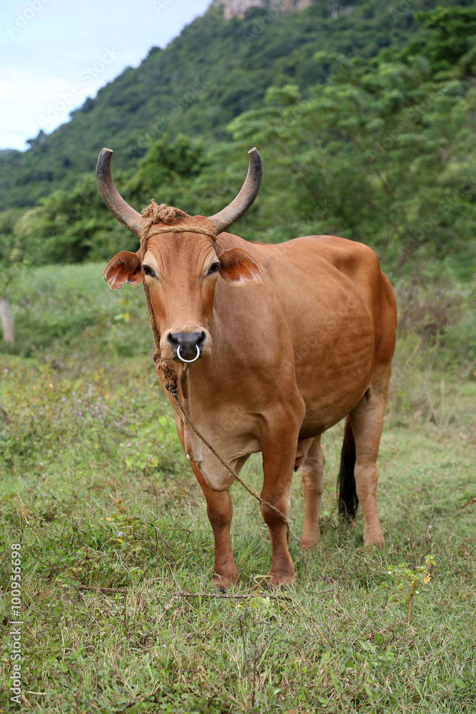Cuba, cow in Vinales