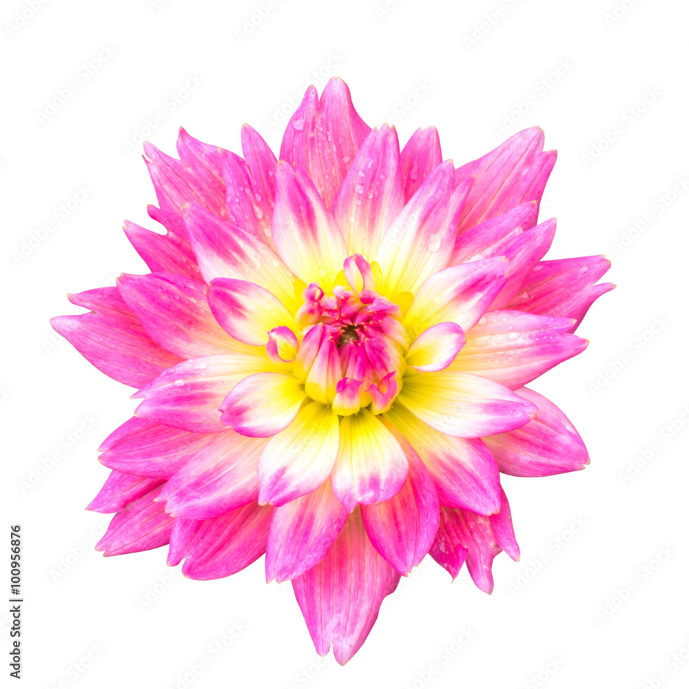 Pink Dahlia isolated on white background Pink Dahlia isolated on white background