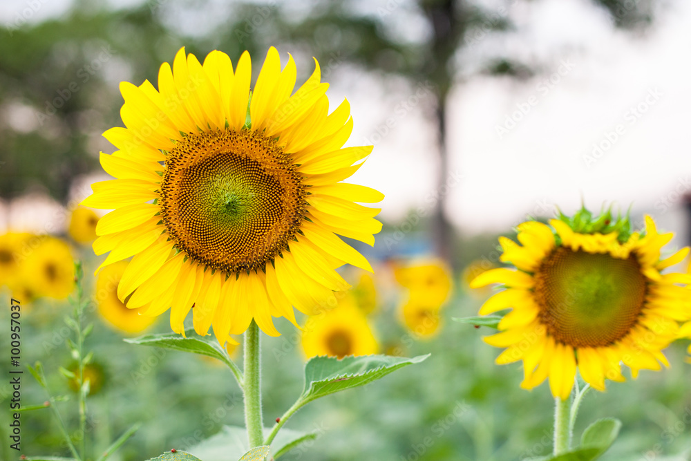 sun flower on the field sun flower on the field